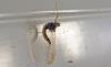 Cloeon dipterum